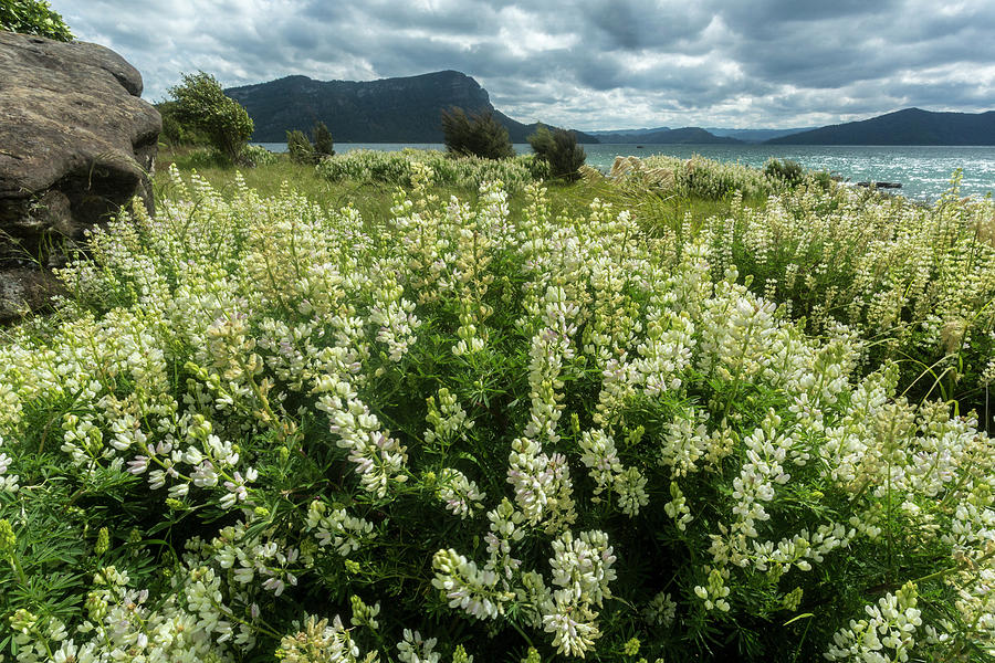 Lake Waikaremoana, Te Urewera National Park, North Island Photograph by Duncan Murrell / Naturepl.com Lake Waikaremoana, Te Urewera National Park, North Island Photograph by Duncan Murrell / Naturepl.com