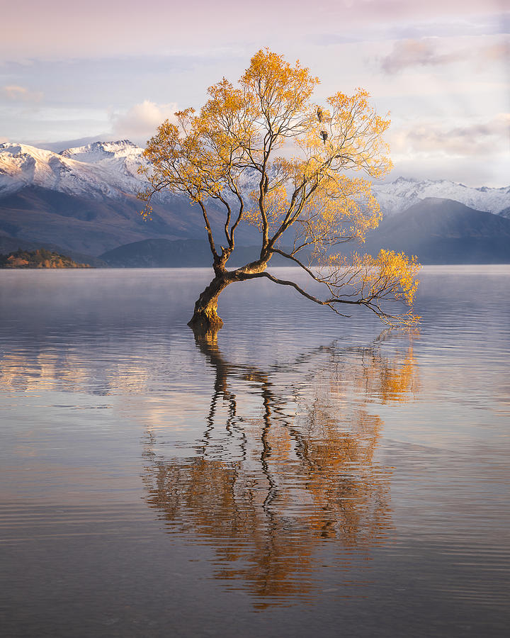 Lake Wanaka Tree Photograph