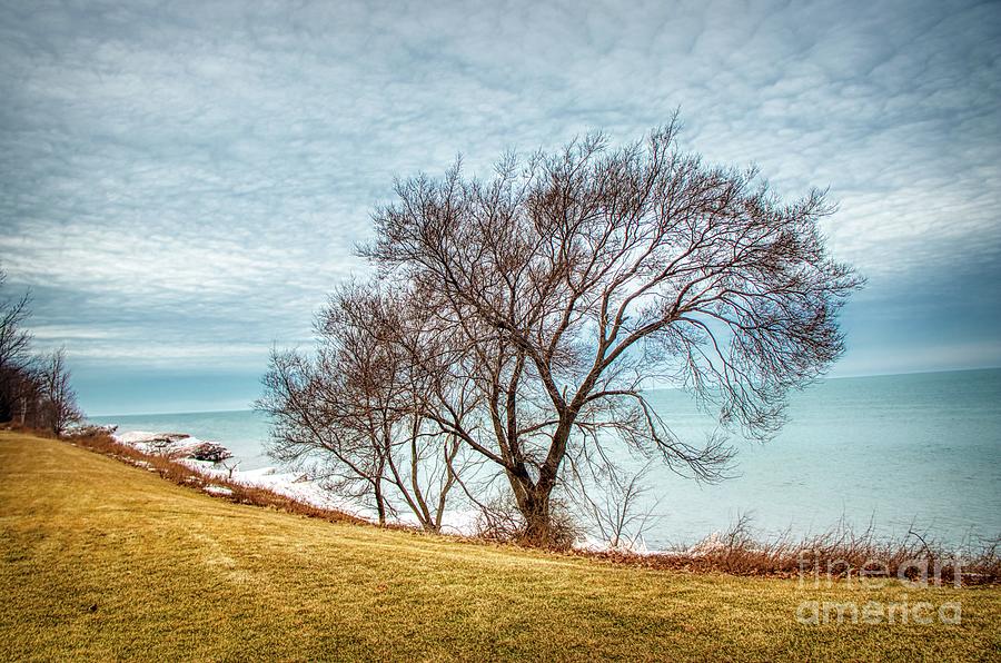 Lakeshore Lonely Tree Photograph by Jim Lepard