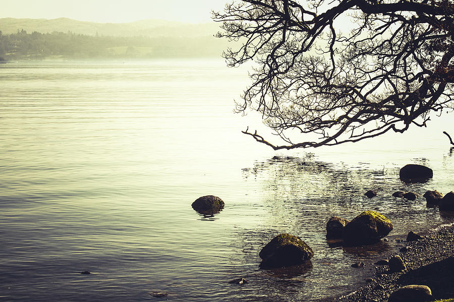 Tree Photograph - Lakeside 3 by David Ridley