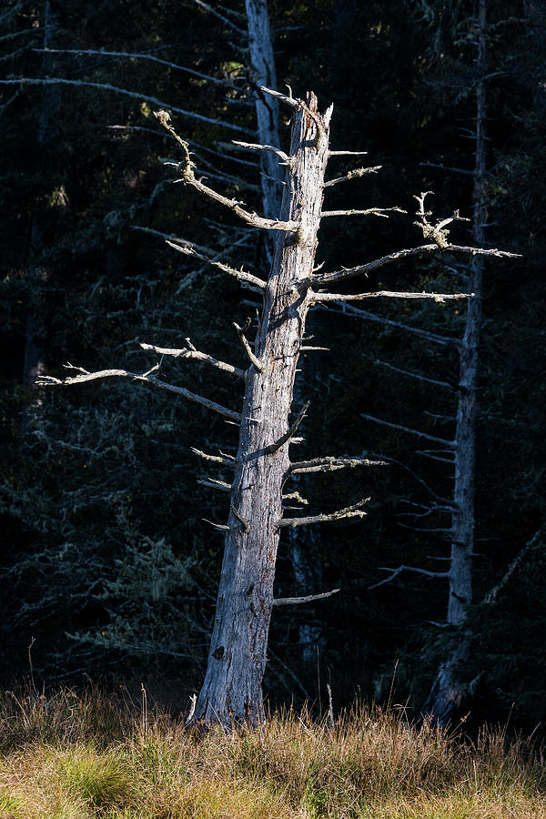 Lakeside Snag by Robert Potts Lakeside Snag by Robert Potts