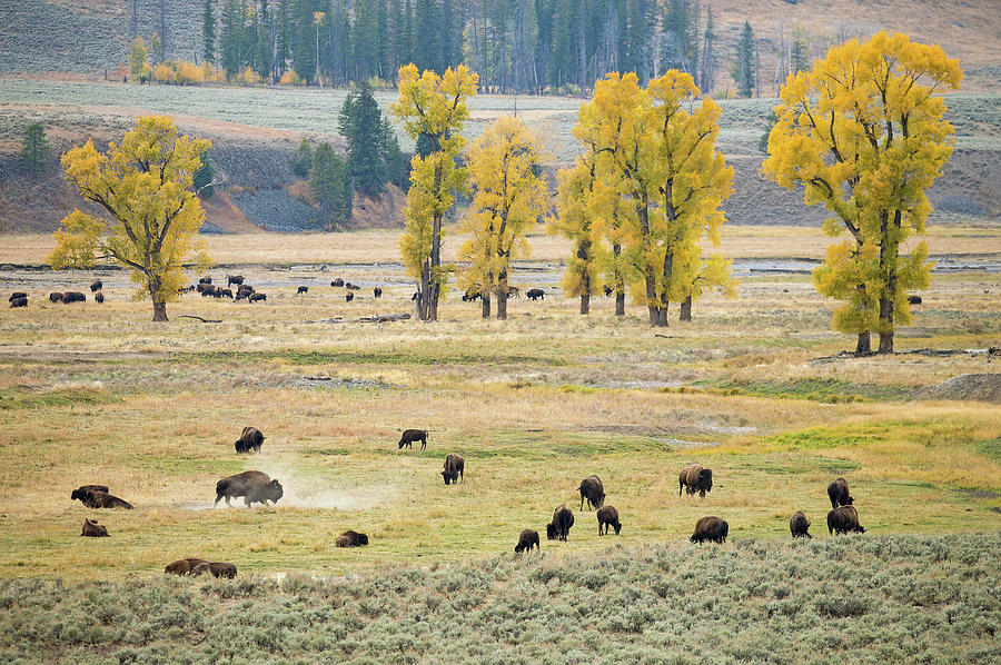 Lamar Valley Bison Rut Photograph by Max Waugh