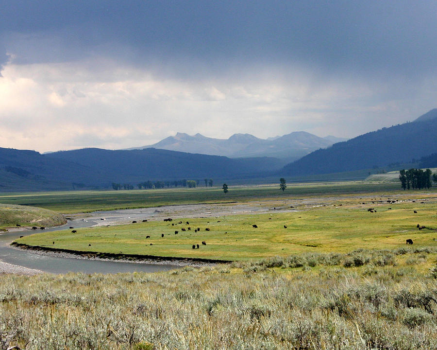 Lamar Valley Buffalo Ranch Photograph by Cherie Swanson - Fine Art America