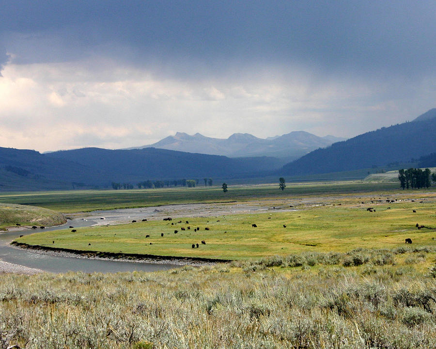 Lamar Valley Photograph by Cherie Swanson - Fine Art America