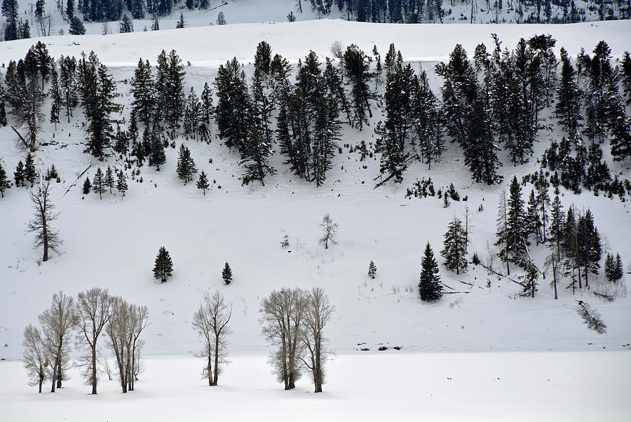 Lamar Valley Winter in Yellowstone Photograph by Bruce Gourley