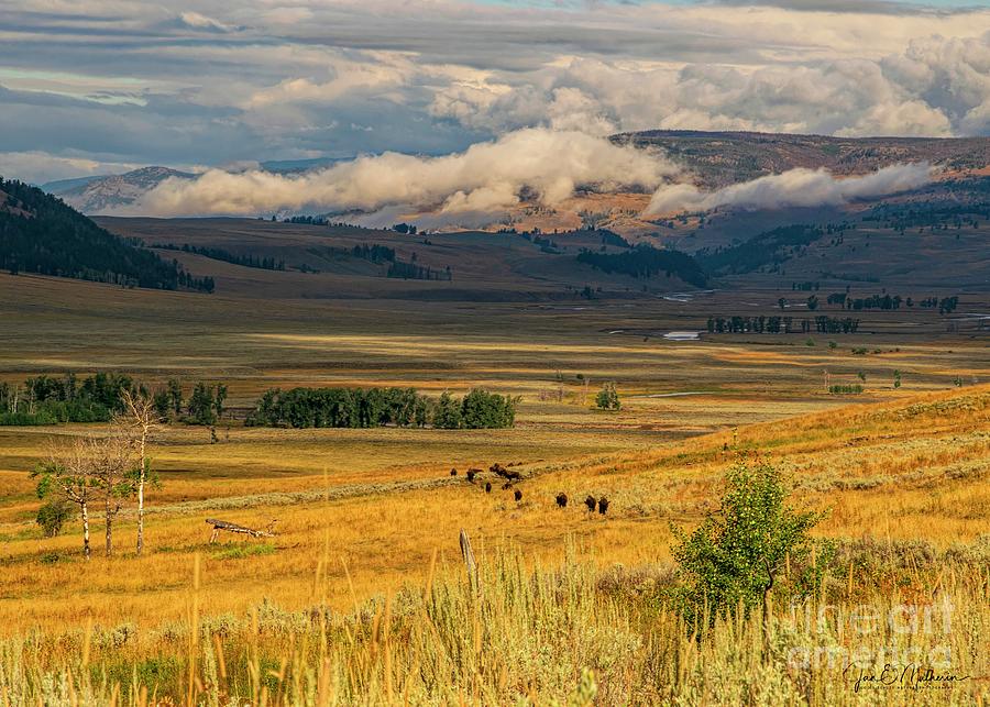 Lamar Valley - Yellowstone National Park Photograph