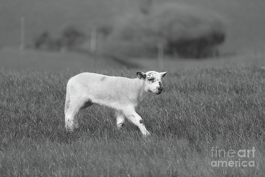 Lamb Donegal Ireland Inch bw Photograph by Eddie Barron