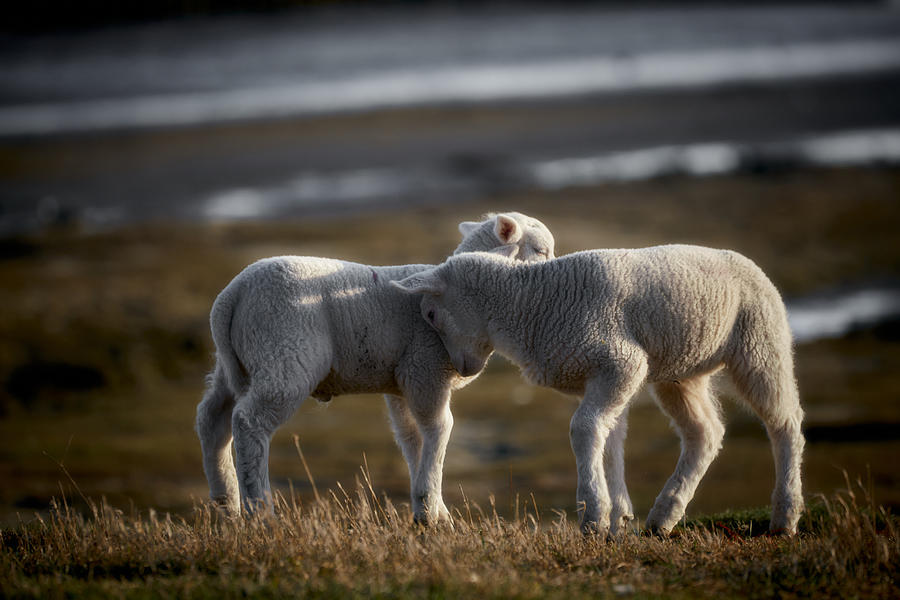 Animal Photograph - Lamb Friends by Bodo Balzer