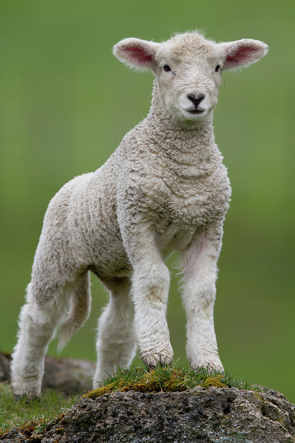 Lamb Photograph by Grant Reaburn