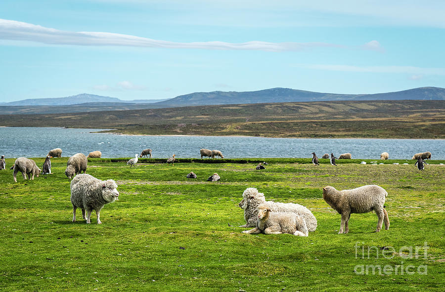 Lamb Heaven Photograph