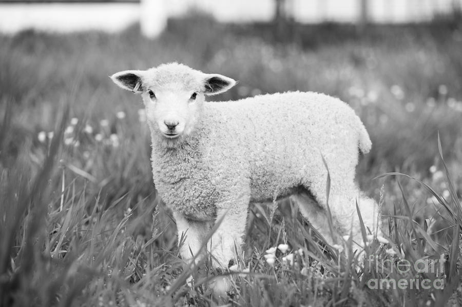 Lamb in Black and White Photograph by Rachel Morrison