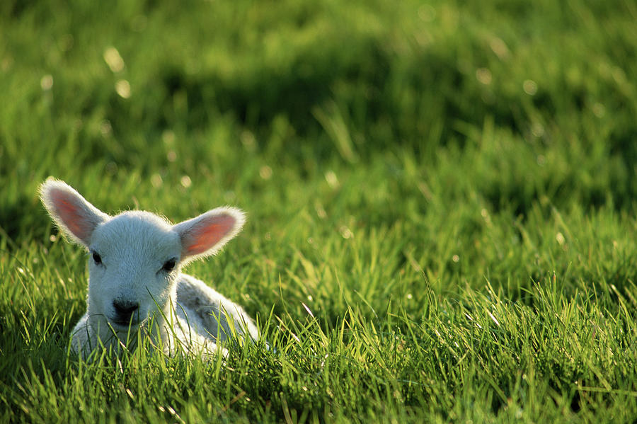 Lamb In Field, Spring Photograph by Jeremy Walker
