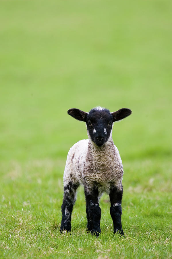 Lamb In The Cotswolds, United Kingdom Photograph by Tim Graham