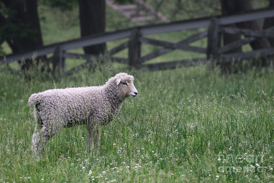 Lamb in the Spring  Photograph by Rachel Morrison