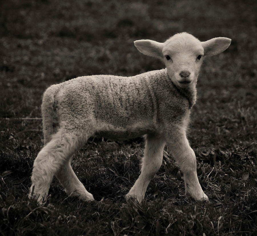Lamb Photograph by Karena Goldfinch