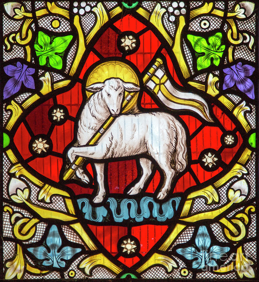 Lamb of God Angus Dei Photograph by Ian Murray