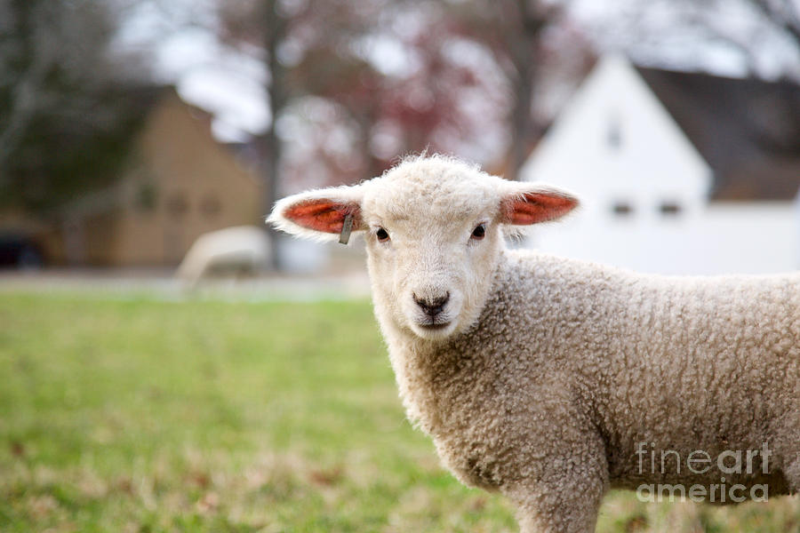 Lamb on an April Morning Photograph by Lara Morrison