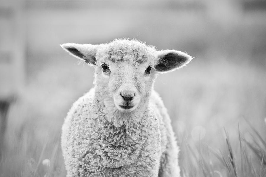 Lamb Portrait in Black and White Photograph by Rachel Morrison