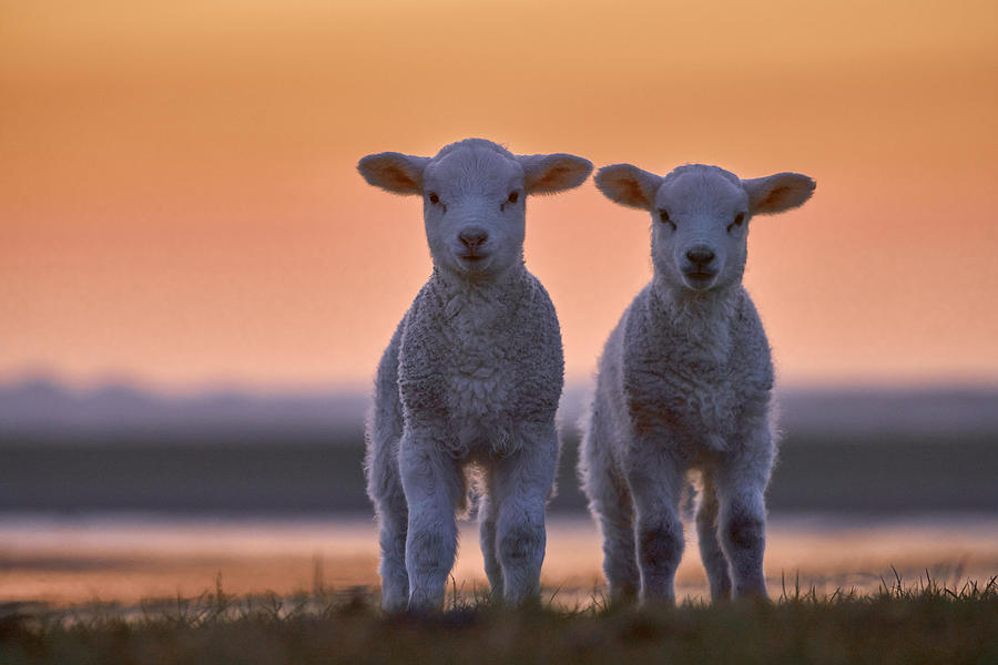 Animal Photograph - Lamb Twins by Bodo Balzer