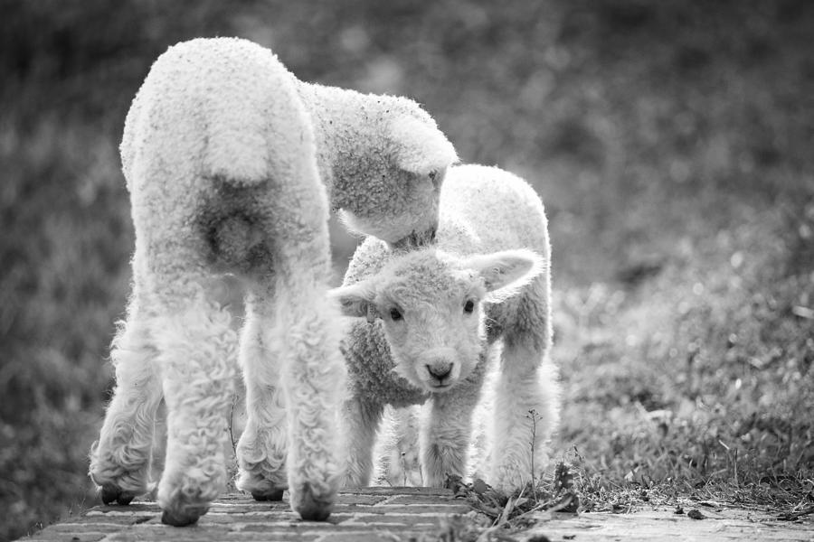 Lambs in Colonial Williamsburg Photograph by Rachel Morrison