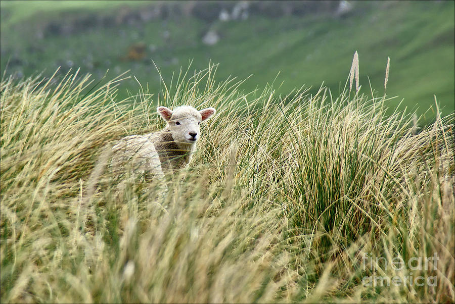 Lambs jumping among the grass in New Zealand. Photograph by Joaquin Corbalan
