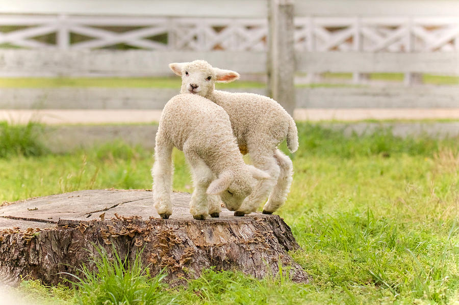 Lambs Playing on a Tree Stump Photograph by Rachel Morrison