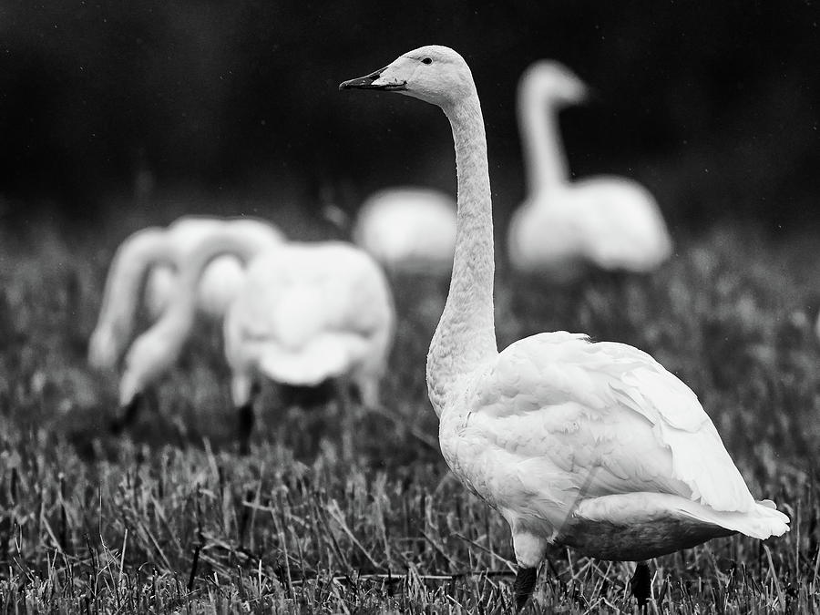 Fall Photograph - Lambs with wings. Whooper swan bw by Jouko Lehto
