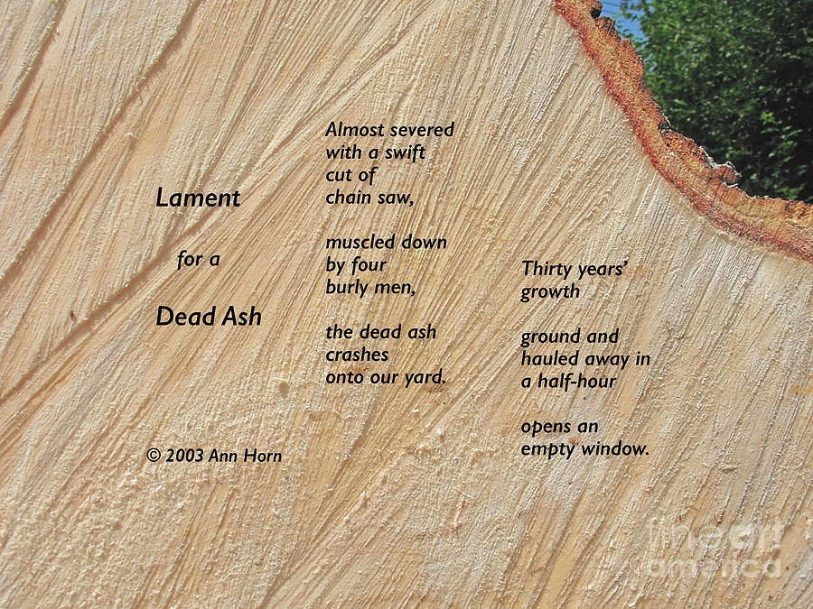 Lament for a Dead Ash Photograph by Ann Horn