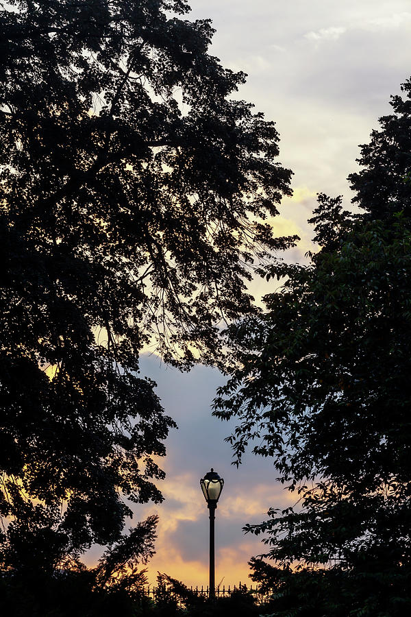 Lamp Post and Trees at Sunset Photograph by Robert Ullmann