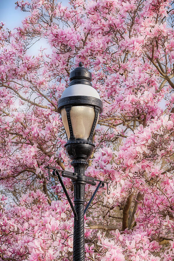 Lampost And Magnolias Photograph