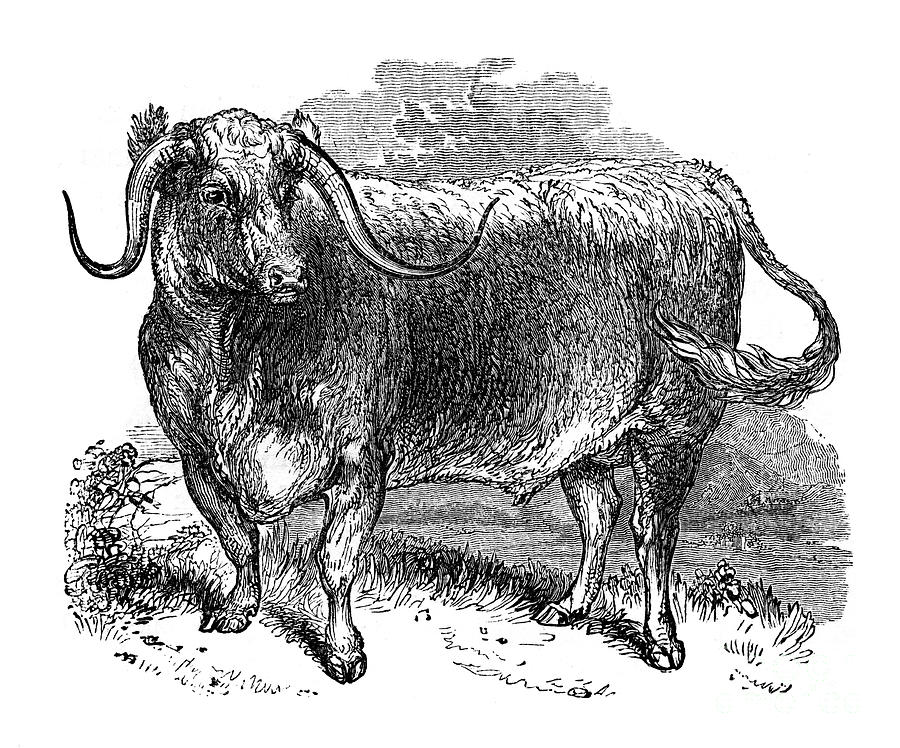 Lancashire Ox, Specimen Of The Long Drawing by Print Collector
