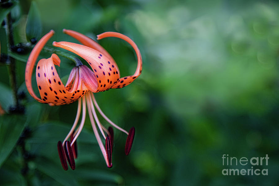 Lancifolium - The Tiger Lily Photograph by Marilyn Cornwell