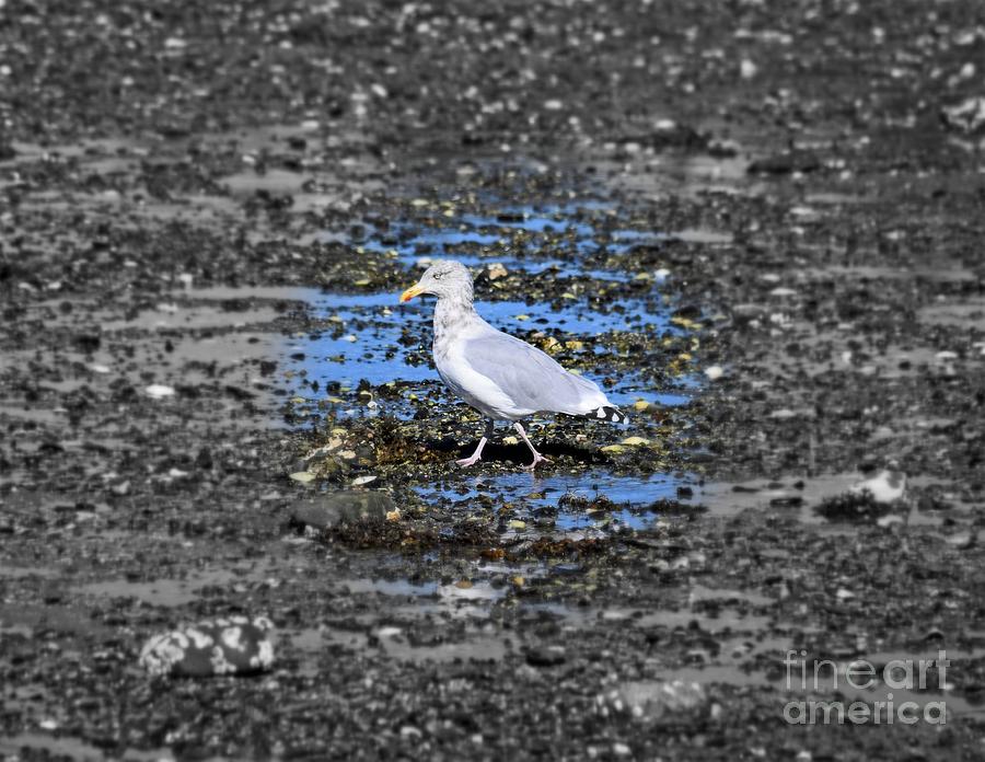 Land Bridge Gull by Patti Whitten Land Bridge Gull by Patti Whitten