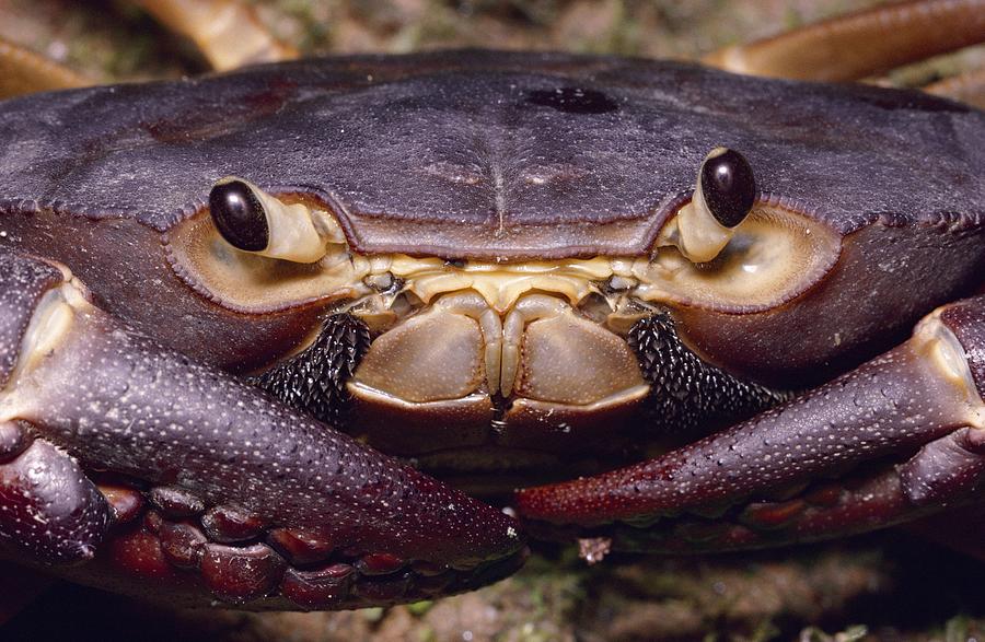 Land Crab Photograph by Nhpa