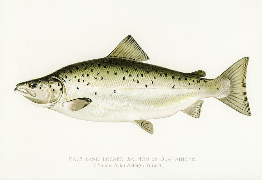 Land Locked Salmon Drawing by David Letts