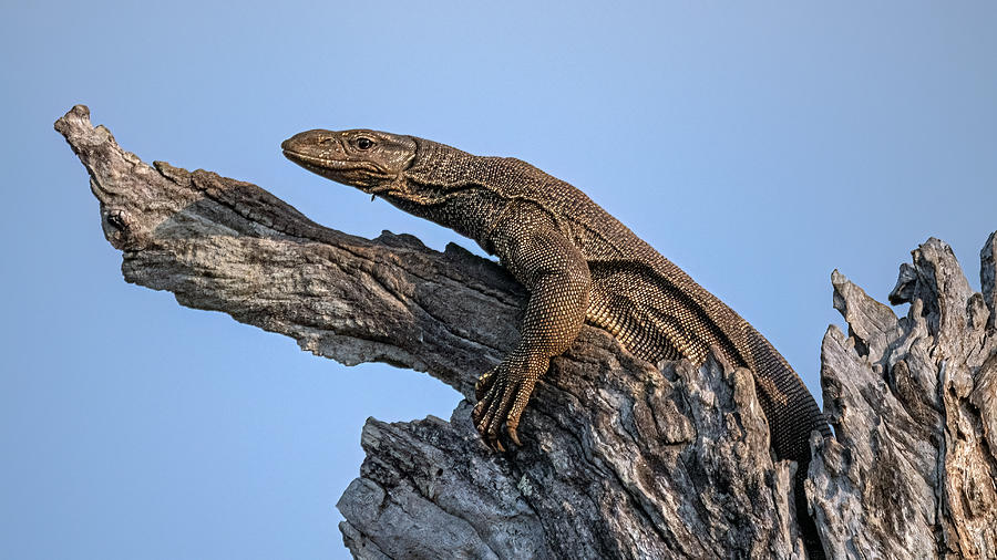 Nature Photograph - Land Monitor Lizard by Henk Goossens