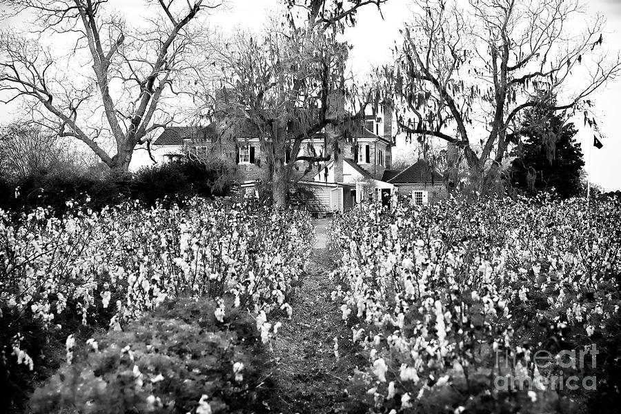 Land of Cotton at Boone Hall Plantation Photograph by John Rizzuto