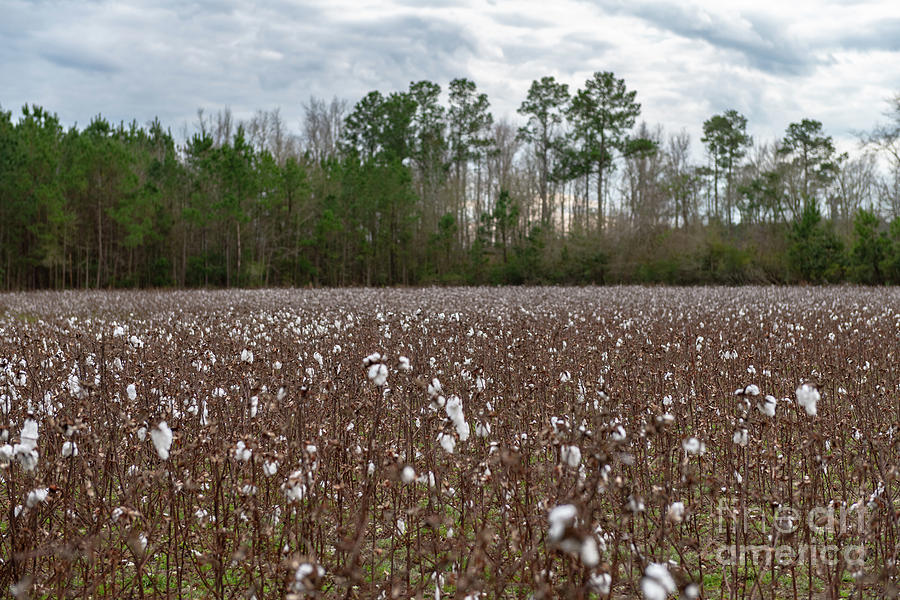Land of Cotton Photograph by Dale Powell
