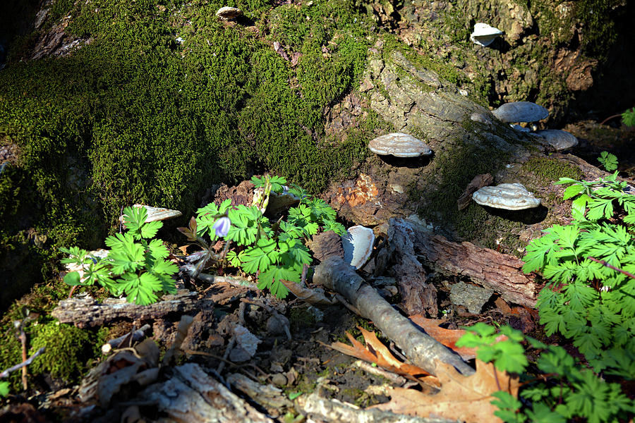 Download Land Of Gnomes And Fairies Photograph By Bonfire Photography