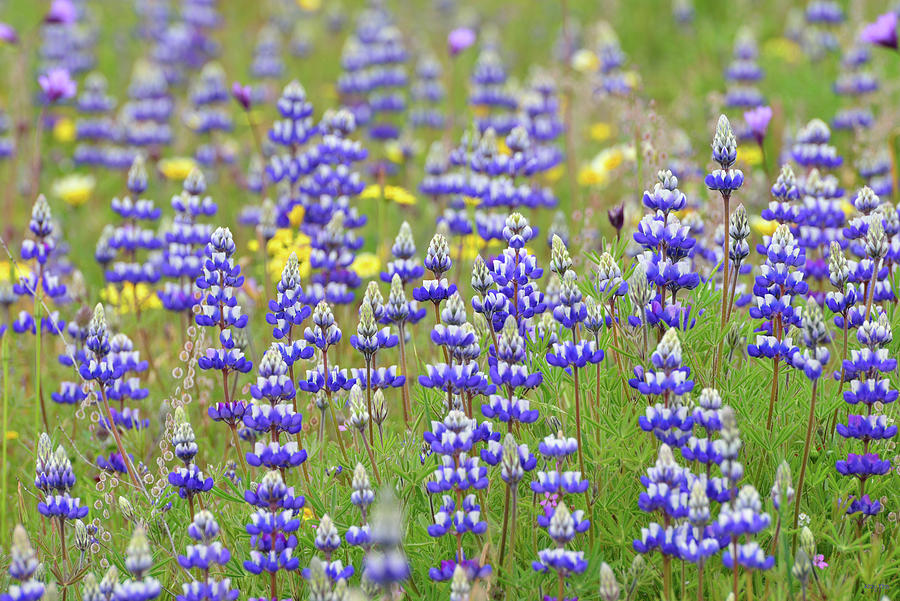 Flower Photograph - Land of Lupine by Kathy Yates