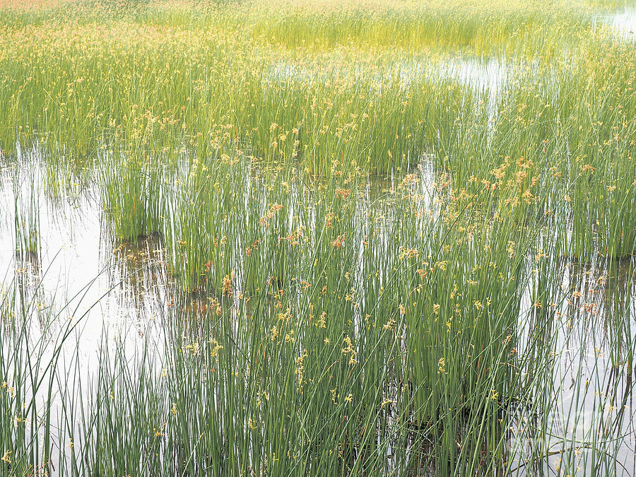 Land Of Reeds Photograph