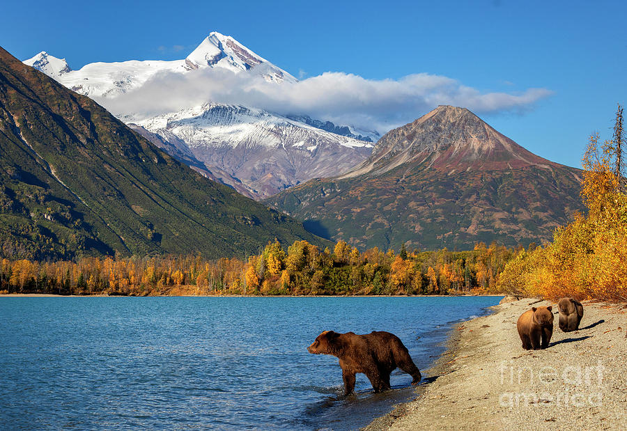 Land Of The Great Bear Photograph by Aaron Whittemore
