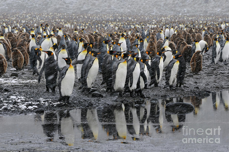 Reflection of King Penguins in Water on South Georgia Island Photograph by Tom Schwabel