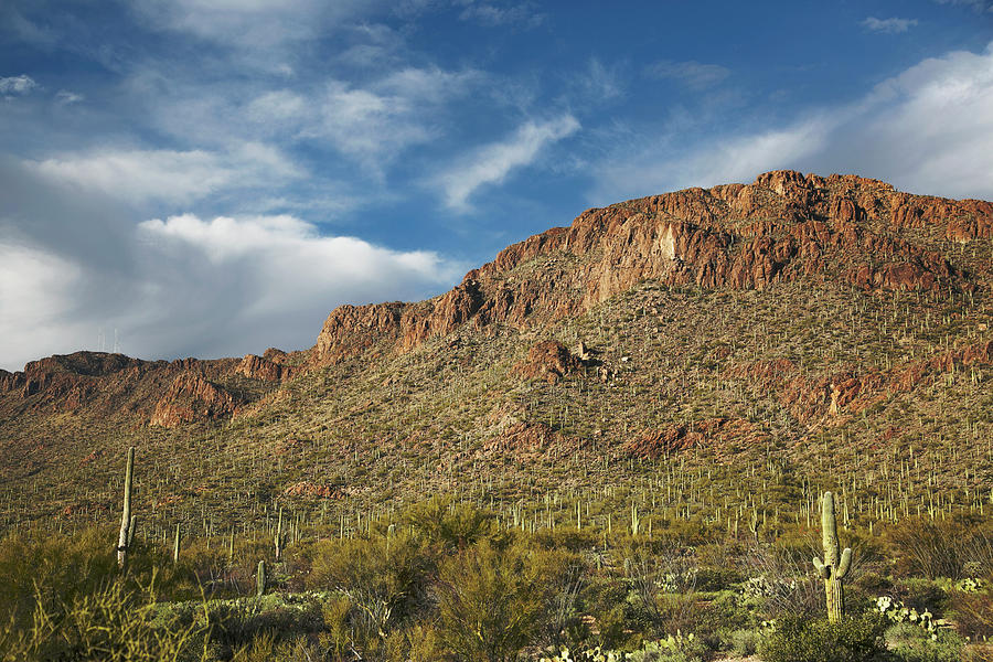 Land of the saguaro cactus Photograph by Elvira Butler