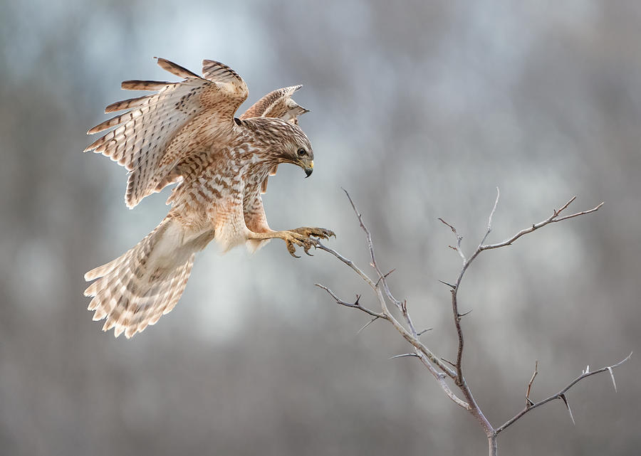 Wildlife Photograph - Landing by Alex Li