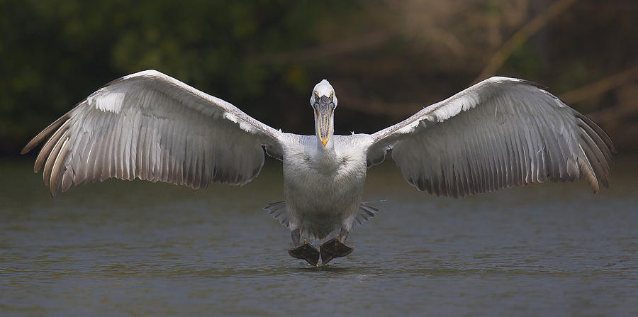 Pelican Photograph - Landing by C.s.tjandra