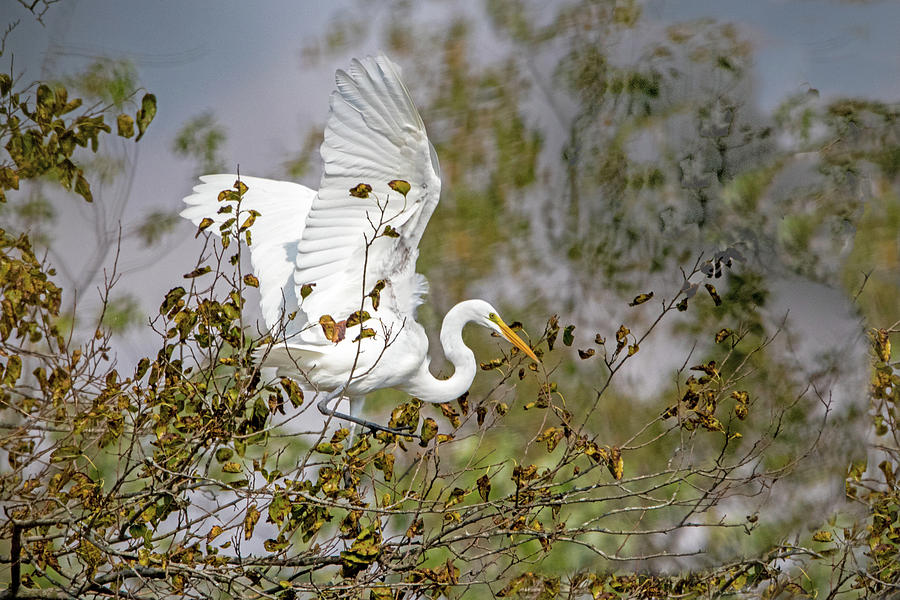 Landing Egret Photograph