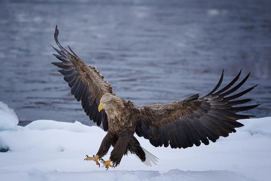 Eagle Photograph - Landing by Fion Wong