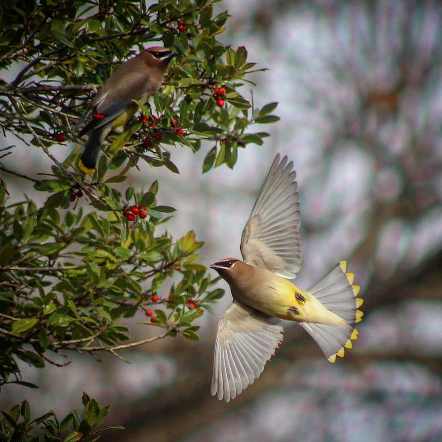 Landing for berries Photograph by Micky Roberts | Fine Art America