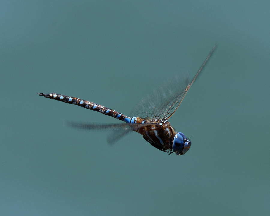 san luis obispo dragonfly cobalt